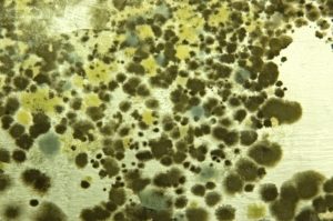 mold-investigation1 Mold Inspections